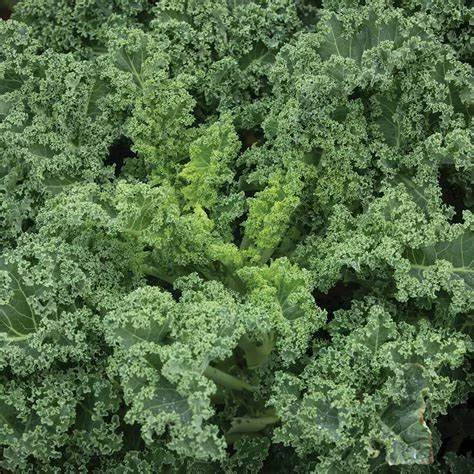 Organic Kale - Westlandse Winter