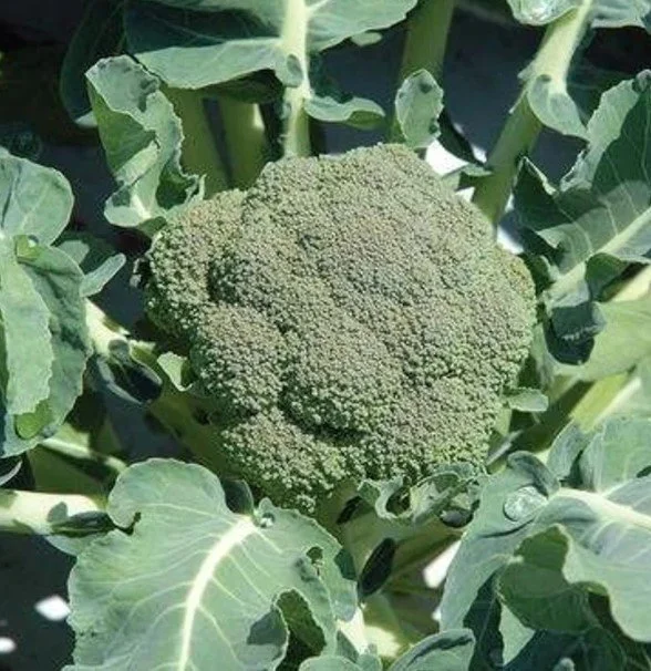Organic Broccoli - Belstar
