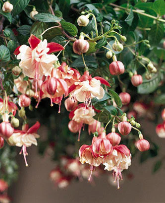 Fuschia - Swingtime (Red-White) Hanging Basket
