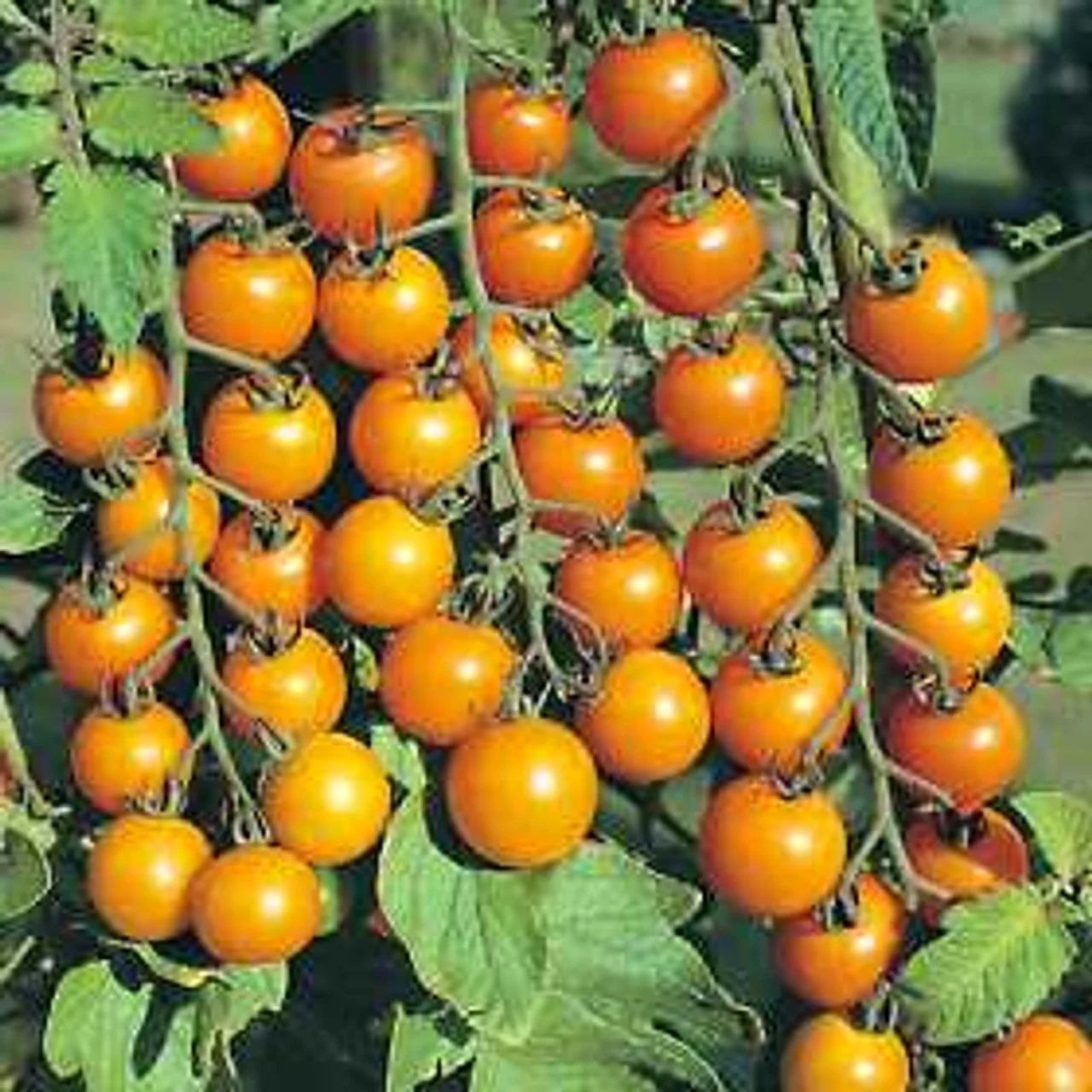 Organic Tomatoes Esterina