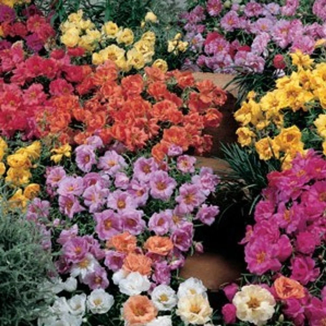 Portulaca Sundial Mix 4 Pak