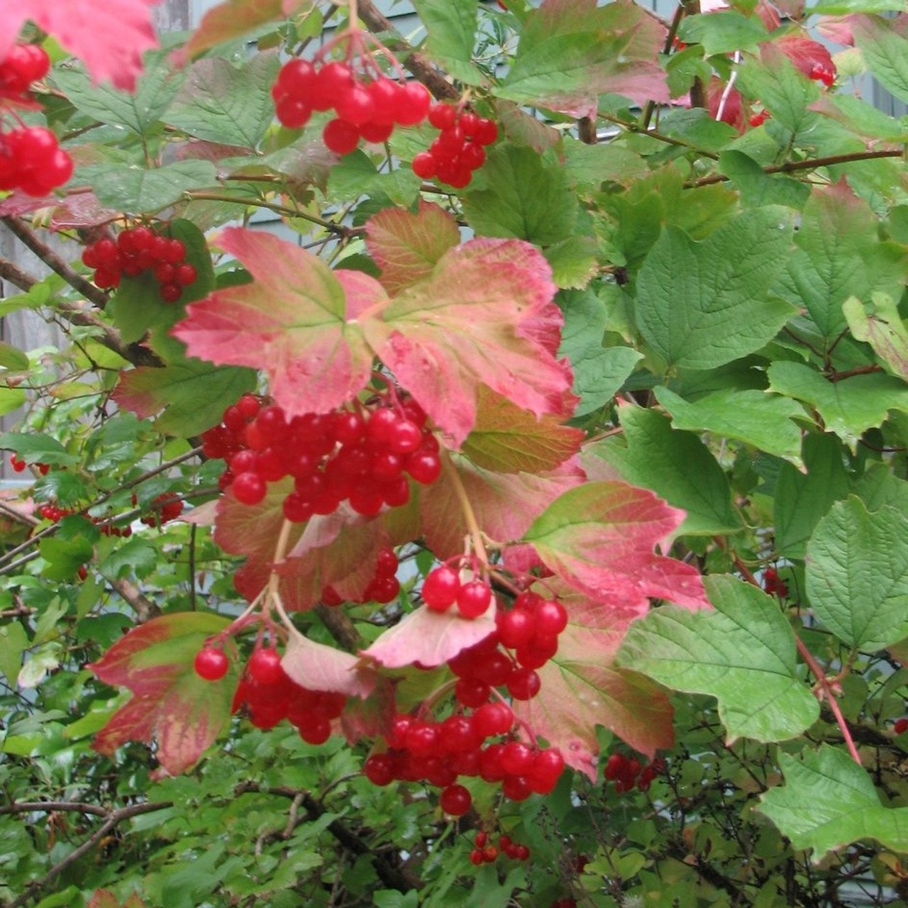 Dwarf American Cranberry Bush (Virburnum Trilobum)