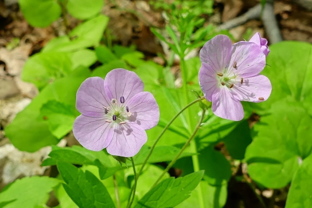 Wild Geranium (Geranium Maculatum)