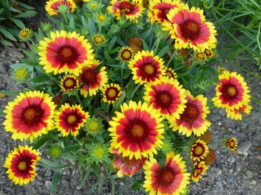 Blanket Flower (Gaillardia Aristata)