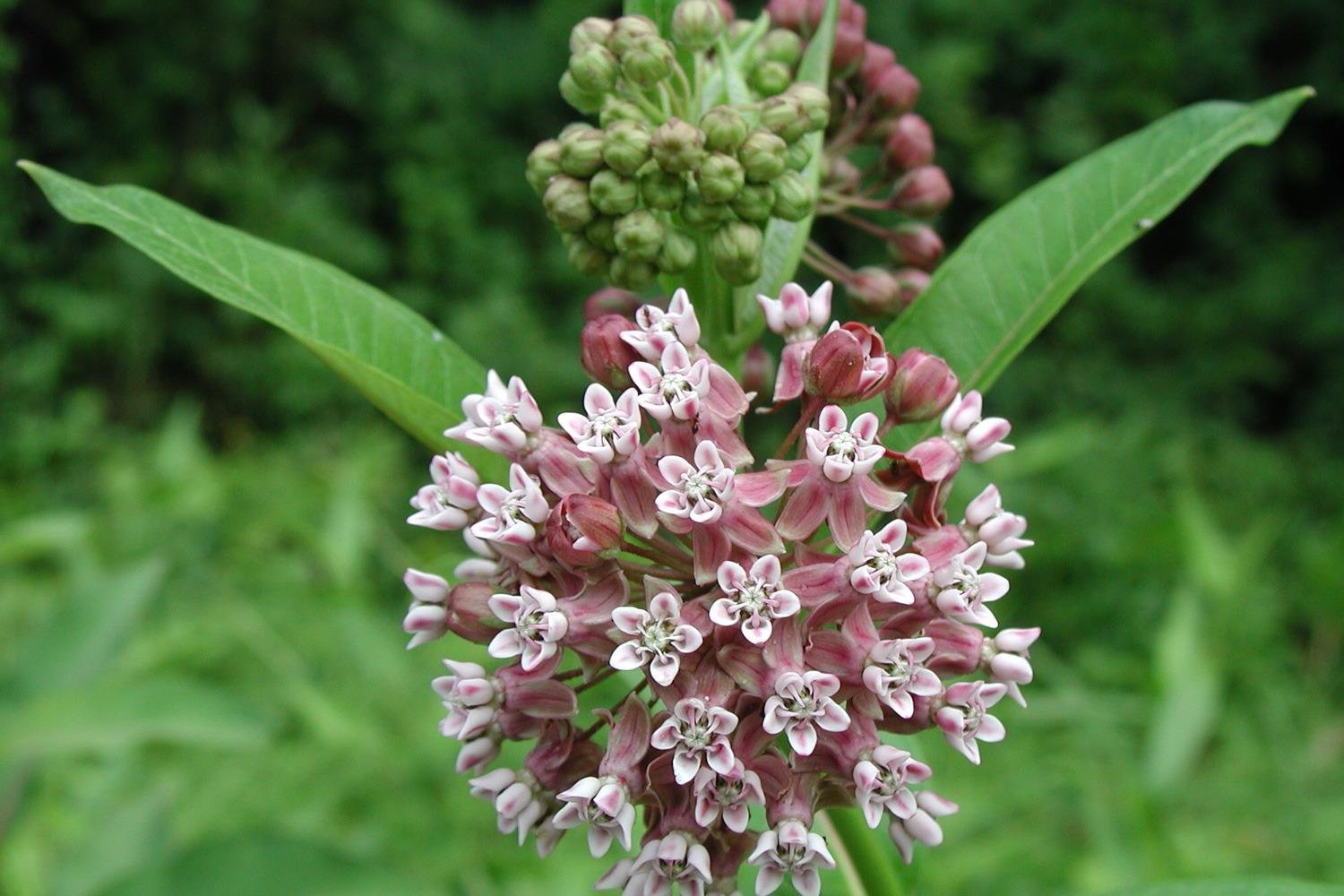Common Milkweed (Asclepias Syriaca)