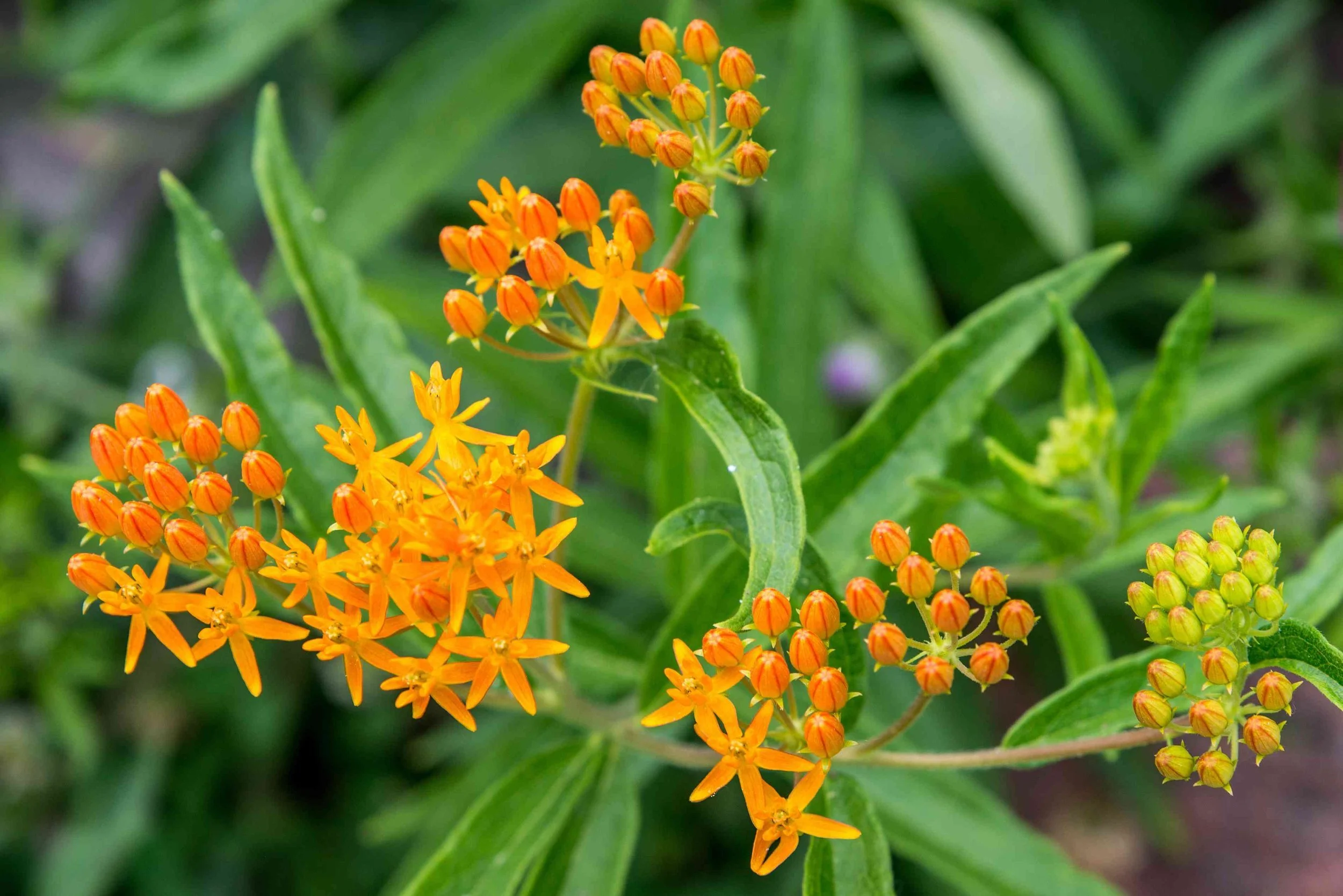 Butterfly Milkweed (Asclepias Tuberosa)