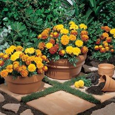 Marigold Little Hero Mix 4 Pak