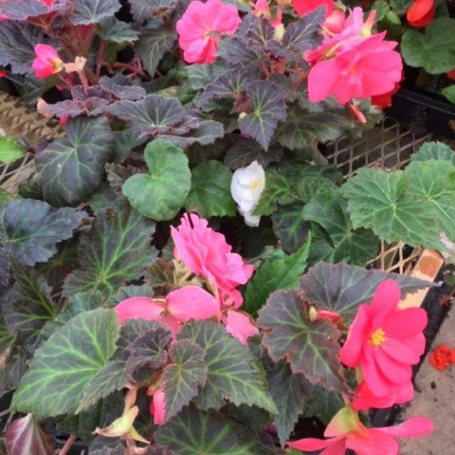 Tuberous_Begonia_-_pink_-_Barb__41707 (1).jpg