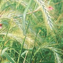 Silky Wild Rye (Elymus Villosus)