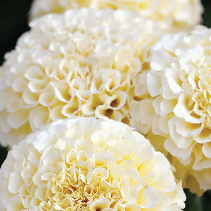 Marigolds Eskimo 4 Pak