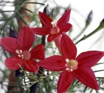 Morning Glory Feather Series Red