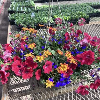 Disco Inferno Sun Hanging Basket Combo