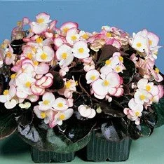 Begonia Cocktail Rum 4 Pak