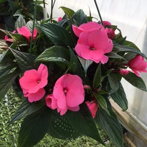 New Guinea Impatiens Magnum Hot Pink Hanging Basket