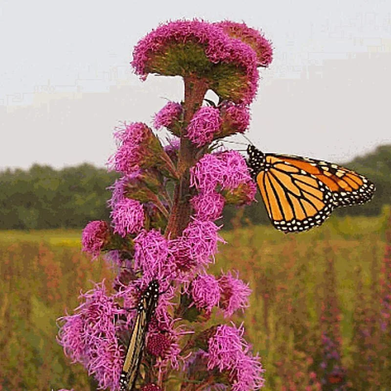 Meadow Blazing Star (Liatris Ligulistylis)