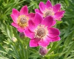 Annabella Deep Rose (Anemone Multifida Rubra)