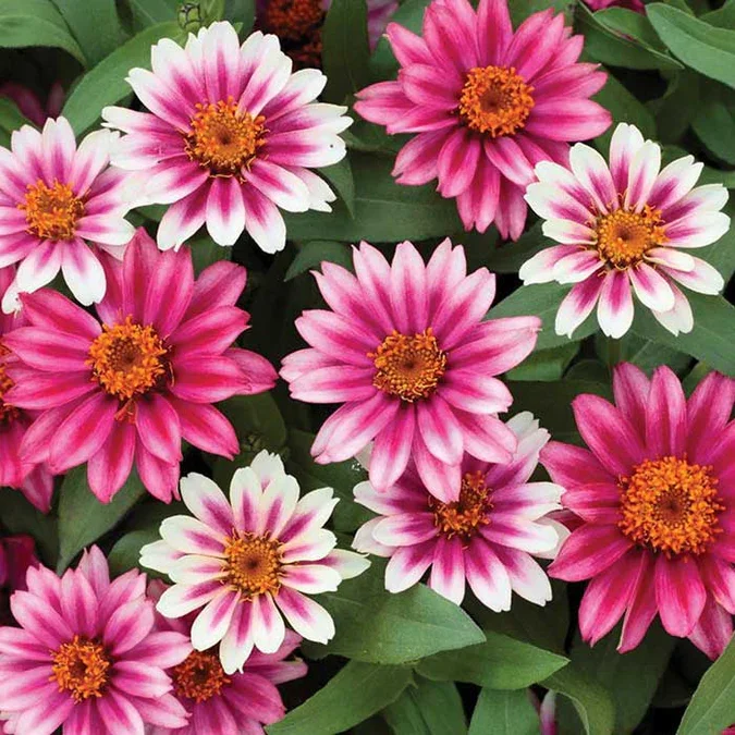 Zinnia Profusion Cherry Bicolor 4 Pak