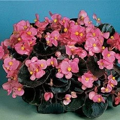 Begonia Cocktail Gin 4 Pak