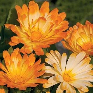 Calendula - Oopsy Daisy 4 Paks