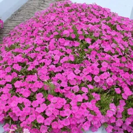 petunia-wave-pink.jpg