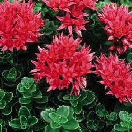 Summer Glory Stonecrop (Sedum)
