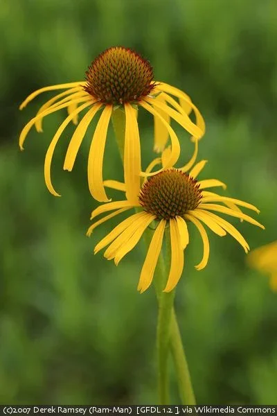 Bush's Coneflower (Echinacea Paradoxa)