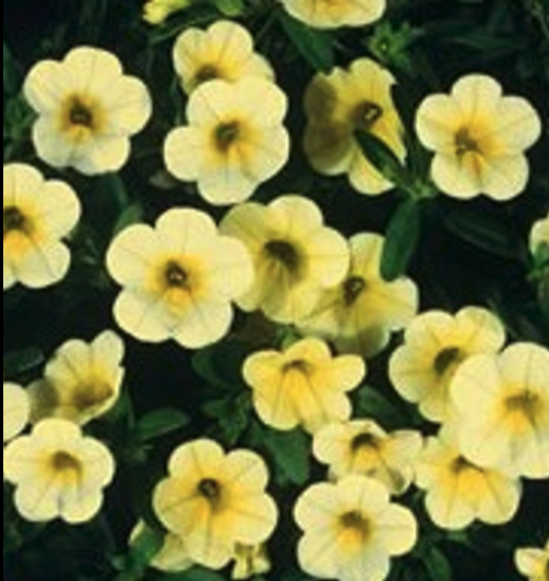 Calibrachoa Colibri Yellow Canary Hanging Basket