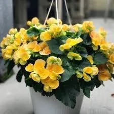 Tuberous Begonia Yellow Blitz Hanging Basket