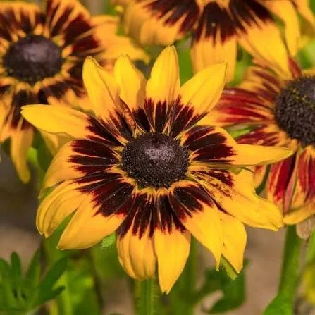 Black-eyed Susan (Rudbeckia Hirta - Kelvedon Star)