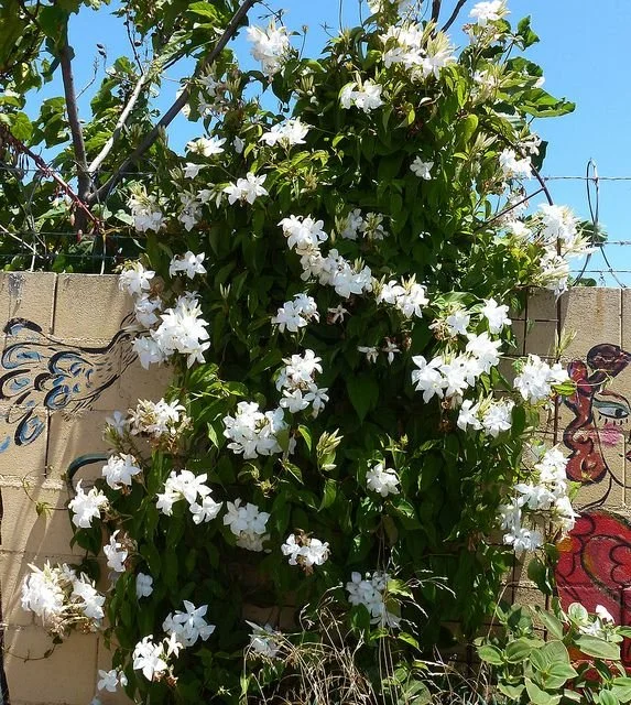 Mandevilla Chilean Jasmine