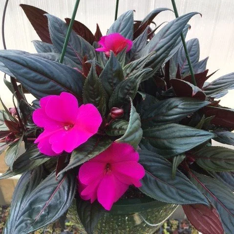 New Guinea Impatiens Magnum Blue Hanging Basket