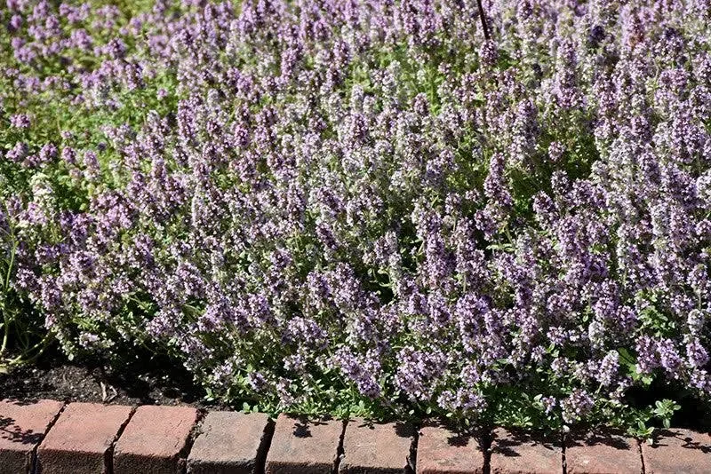 Organic Thyme - Garden