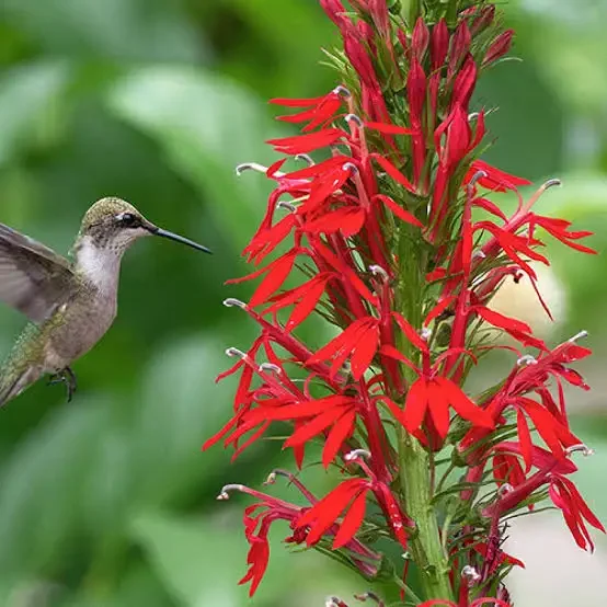 Cardinal Flower (Lobelia Cardinalis)