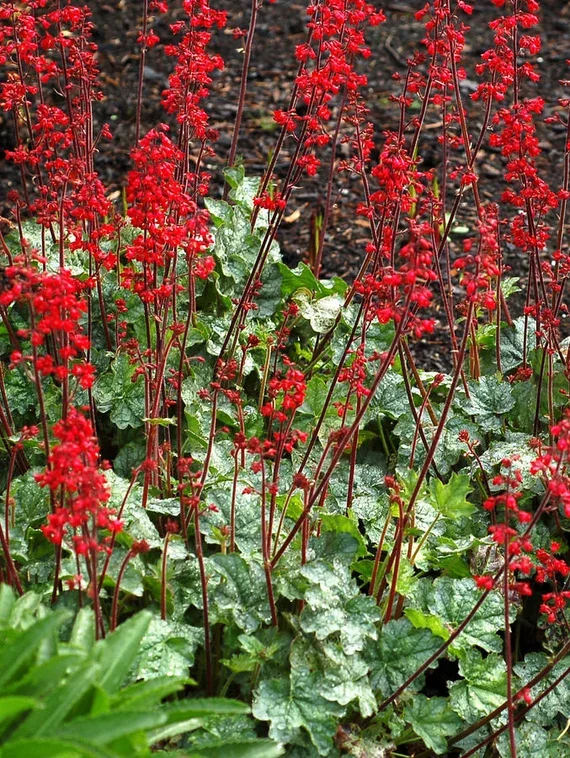 Coral Bells Firefly (Heuchera Sanguineum)