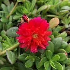 Portulaca Color Blast Double Magenta Hanging Basket