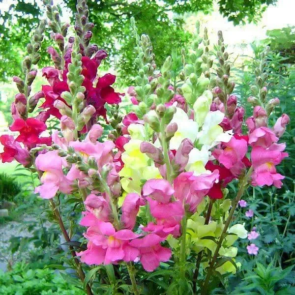 Snapdragons Rocket Mix 4 Pak