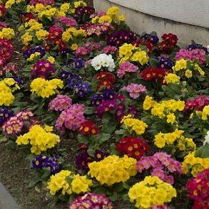 Super Nova (Primula Polyantha)