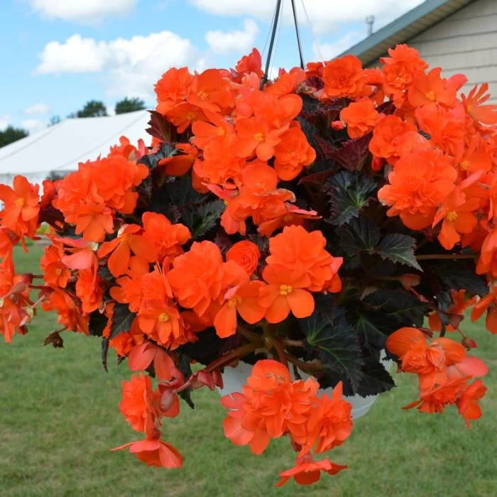 Begonia-IConia-Portifino-Orange photo.jpg