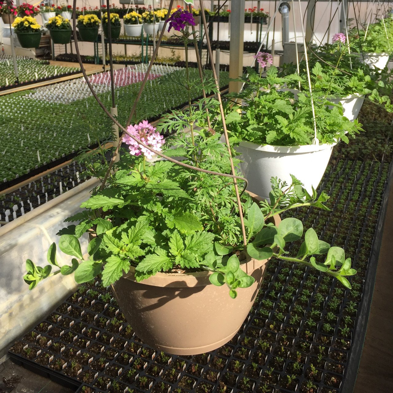 Cool Breeze (Sun Combo) Hanging Basket