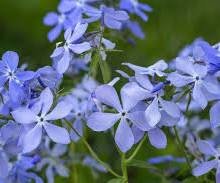 Wild Blue Phlox (Phlox Divaricata)