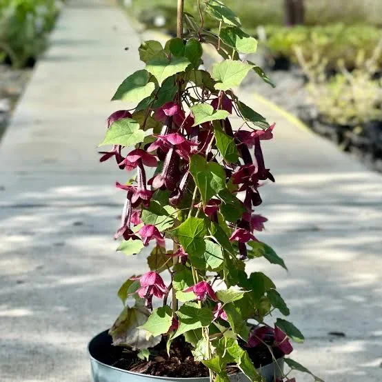 Rhodochiton Purple Bells