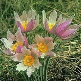 Pasque Flower (Anemone Patens Wolfgangiana)