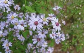 Heart-leaved Aster (Symphyotrichum Cordifolium)