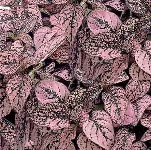 Hypoestes_Confetti_Pink__31373.jpg