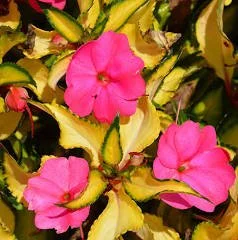 Sunpatiens Tropical Rose Hanging Basket