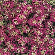 Alyssum Wonderland Deep Rose - 4 paks