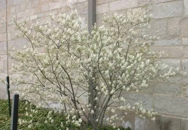 Allegheny Serviceberry (Amelanchier Laevis)