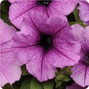 wave_petunia_easy_wave_plum_vein__44737.jpg