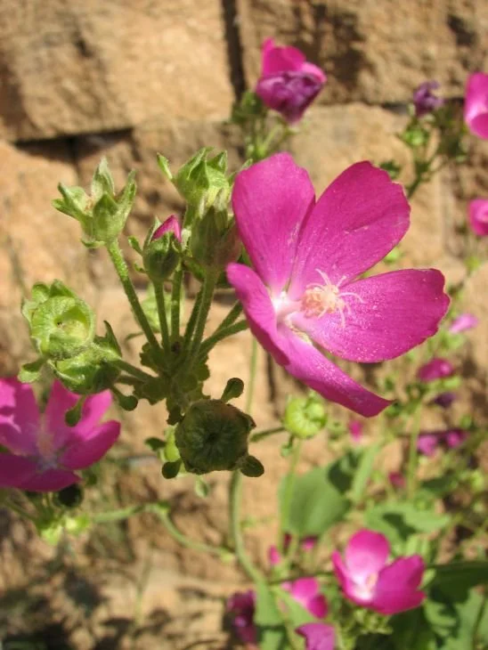 Clustered Poppy Mallow (Callirhoe Triangulata)
