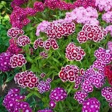Dianthus Wee Willie (Sweet William) 4 Pak